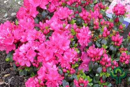 Azalea japonica 'Anne Frank'