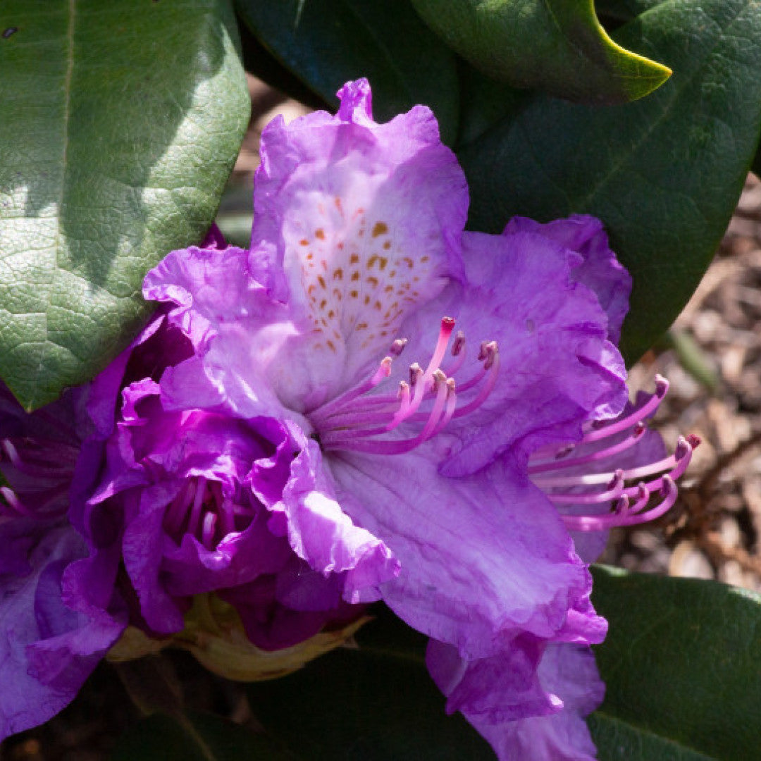 Rhododendron 'Alfred'