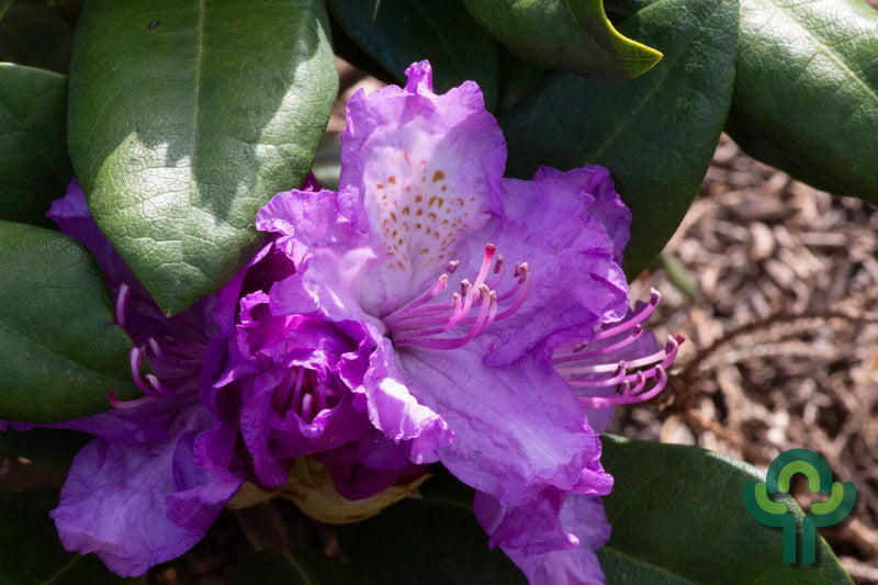 Rhododendron 'Alfred'
