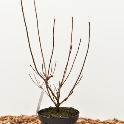 Azalea mollis in soorten