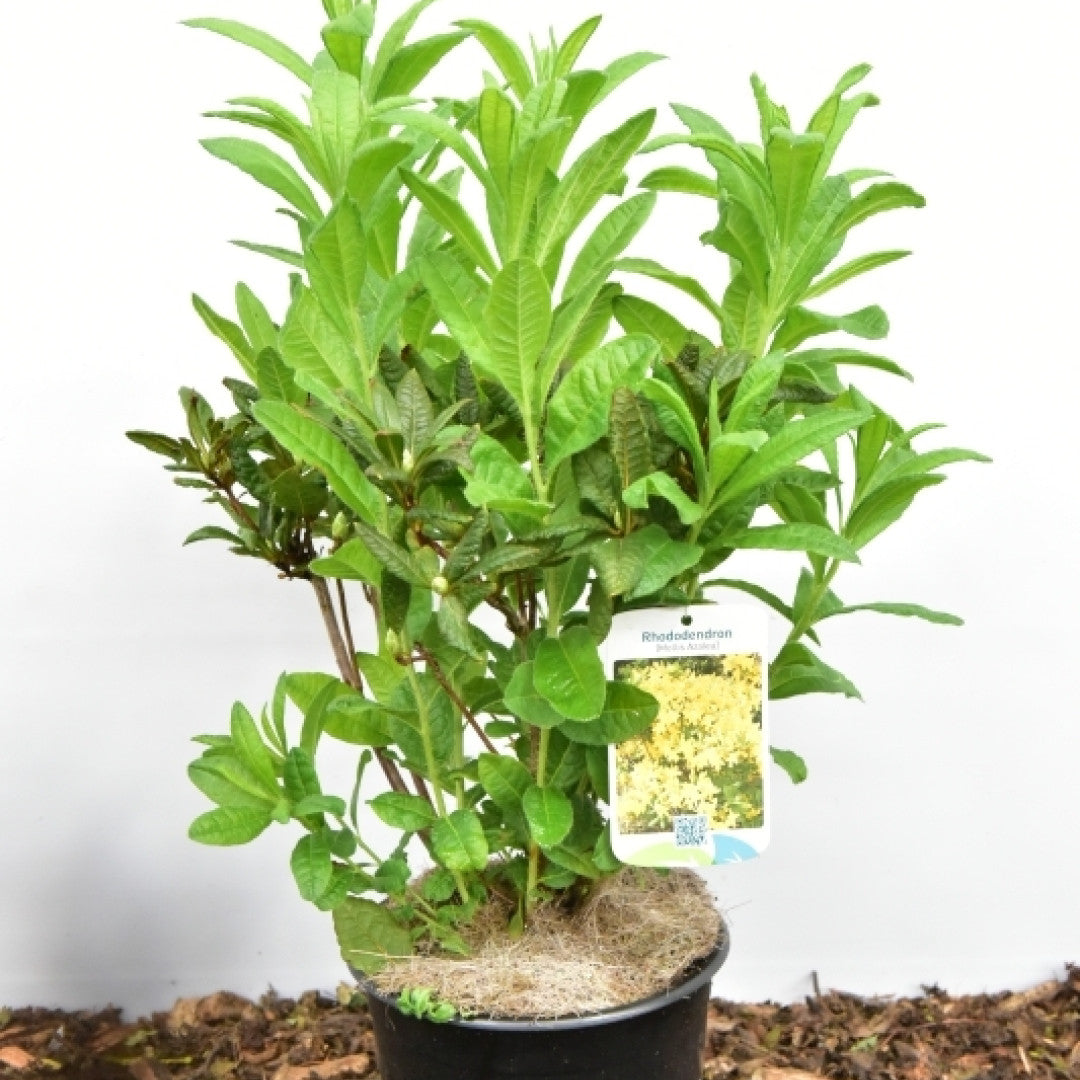 Azalea mollis in soorten