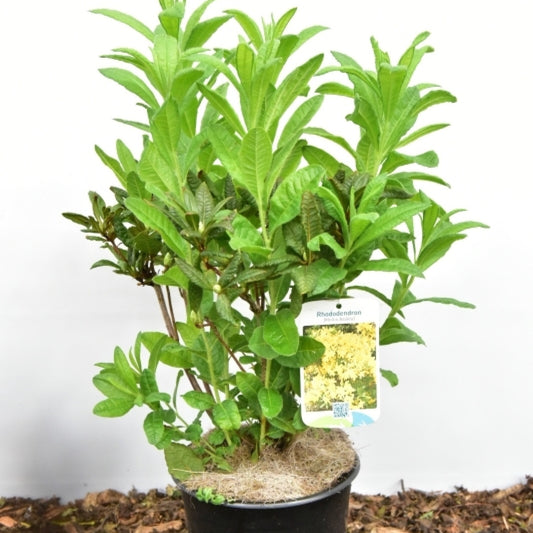 Azalea mollis in soorten