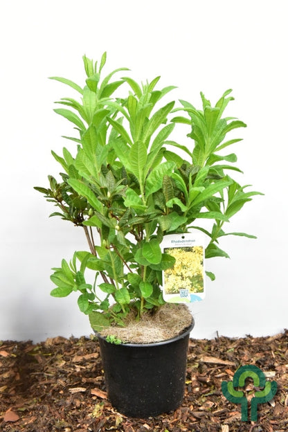 Azalea mollis in soorten