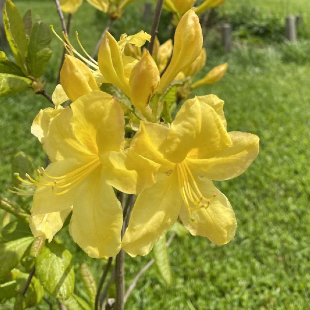 Azalea knaphill 'Anneke'