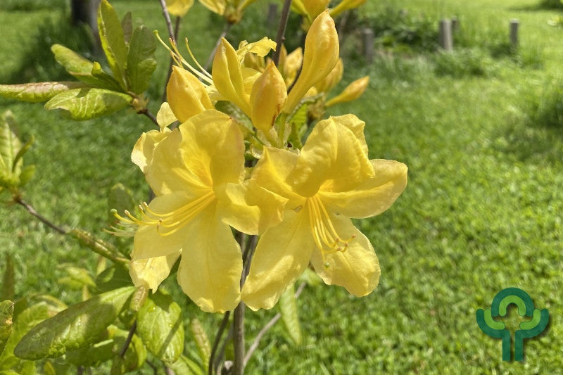 Azalea knaphill 'Anneke'