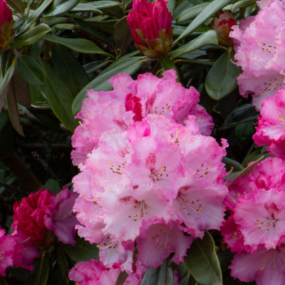 Rhododendron yak. 'Arabella'