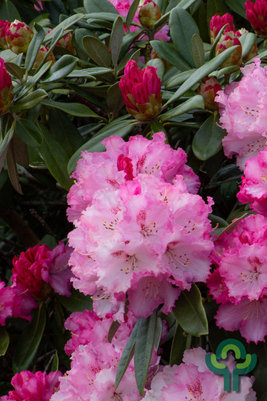 Rhododendron yak. 'Arabella'
