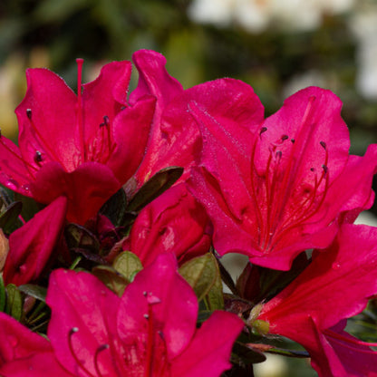 Azalea japonica 'Arabesk'