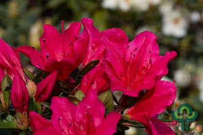Azalea japonica 'Arabesk'