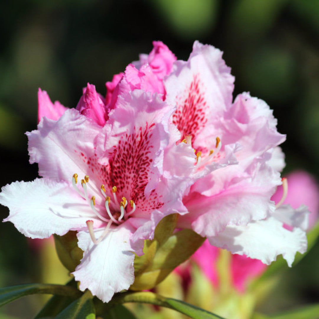 Rhododendron 'Albert Schweitzer'