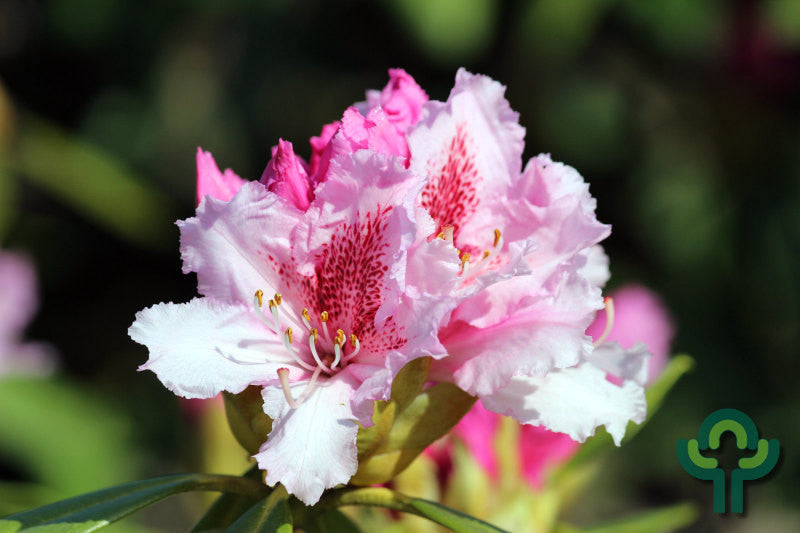Rhododendron 'Albert Schweitzer'