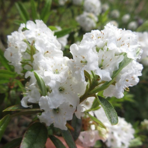 Rhododendron 'Arctic Tern'