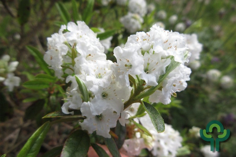 Rhododendron 'Arctic Tern'
