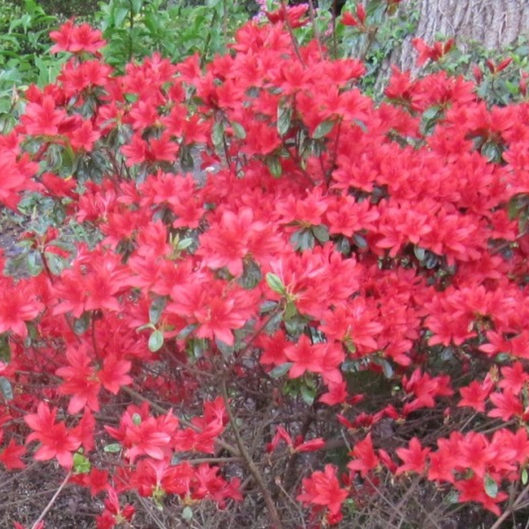 Azalea japonica 'Addy Wery'