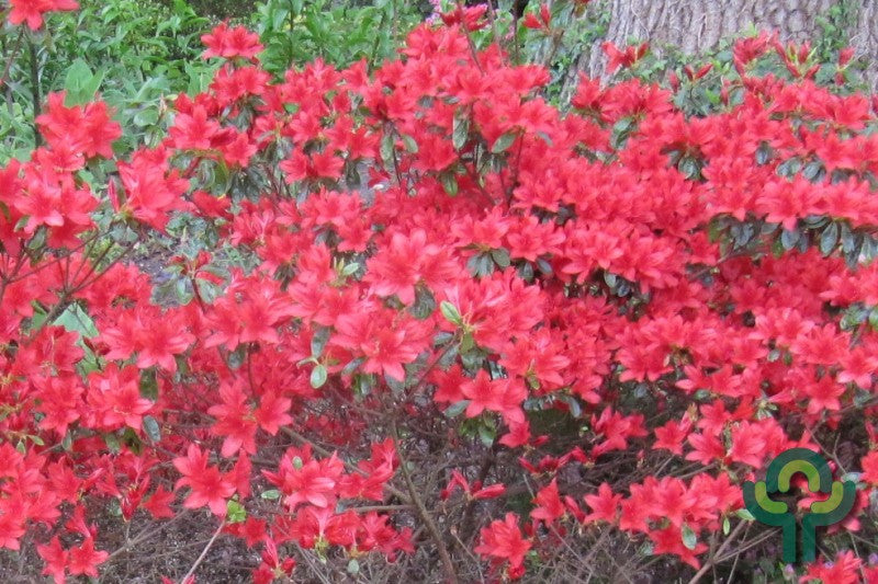 Azalea japonica 'Addy Wery'