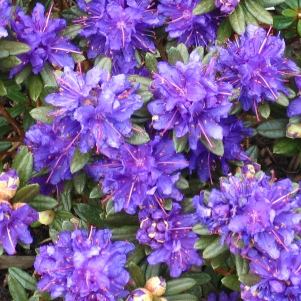 Rhododendron 'Azurika'