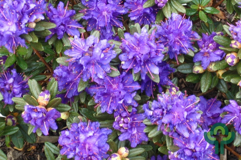 Rhododendron 'Azurika'