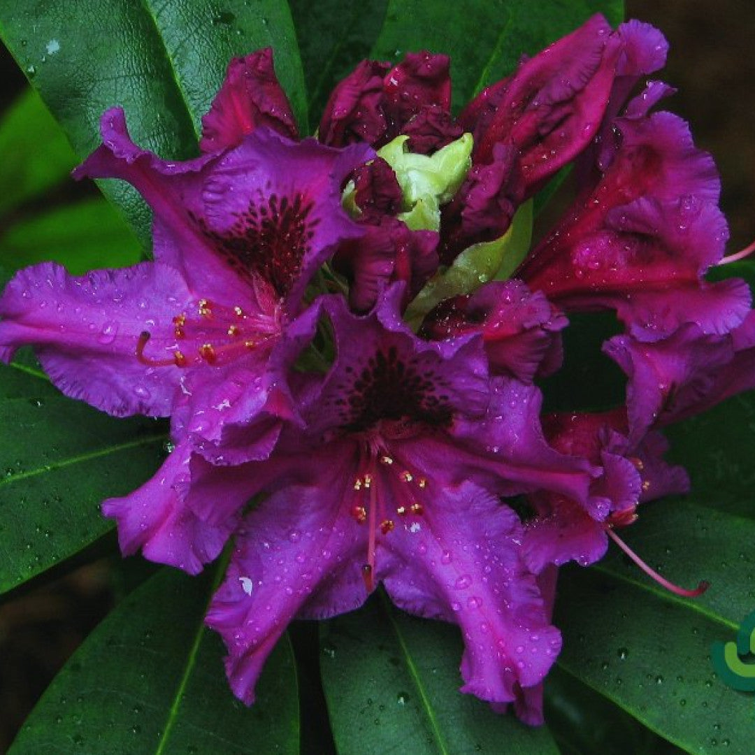 Rhododendron 'Azurro'