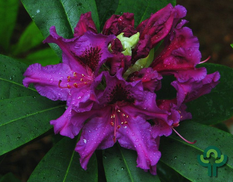 Rhododendron 'Azurro'