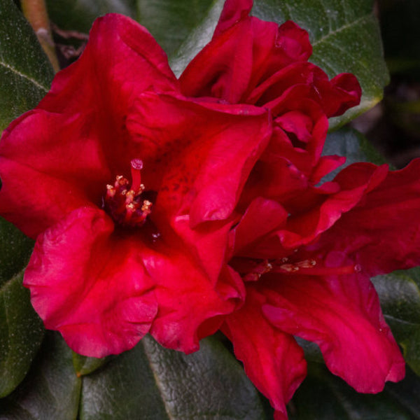 Rhododendron 'Baden-Baden'