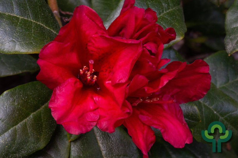 Rhododendron 'Baden-Baden'