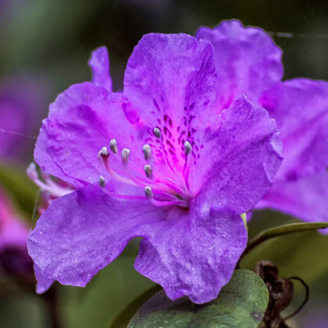 Azalea japonica 'Blaue Donau'