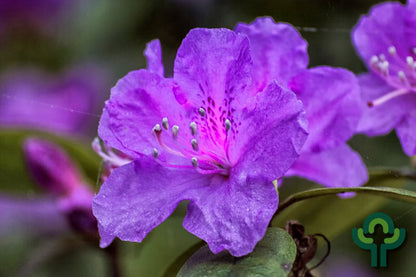 Azalea japonica 'Blaue Donau'