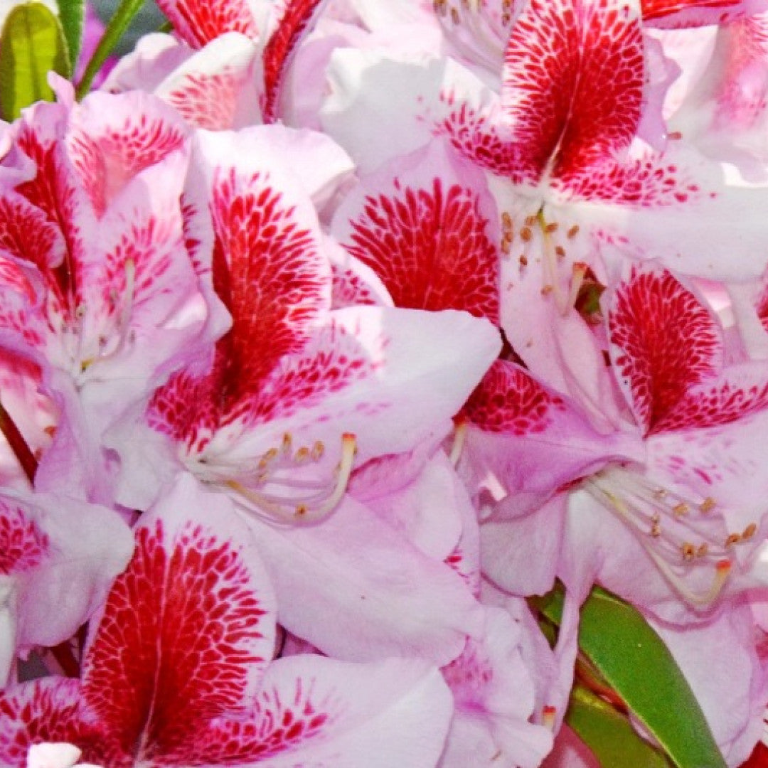 Rhododendron 'Belami'