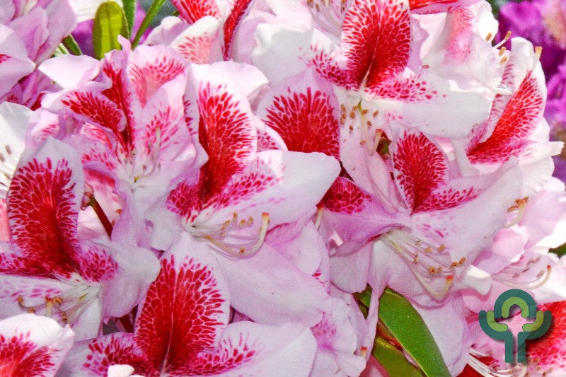 Rhododendron 'Belami'
