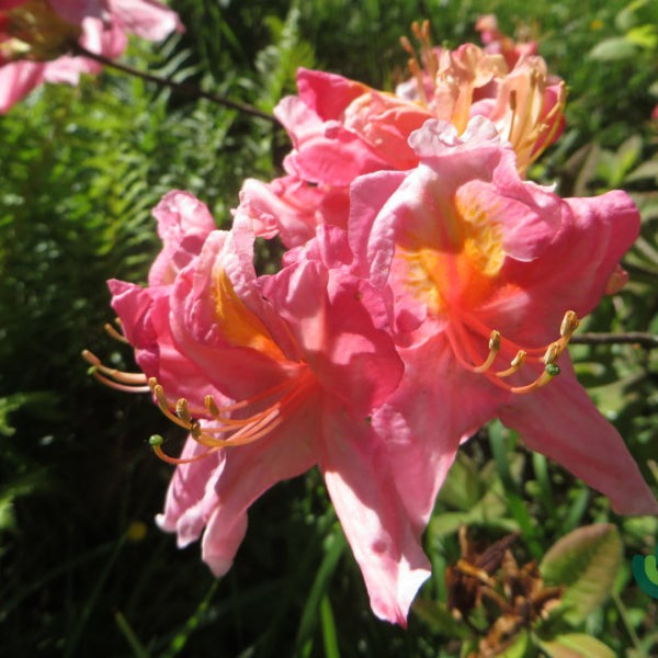 Azalea knaphill 'Berryrose'