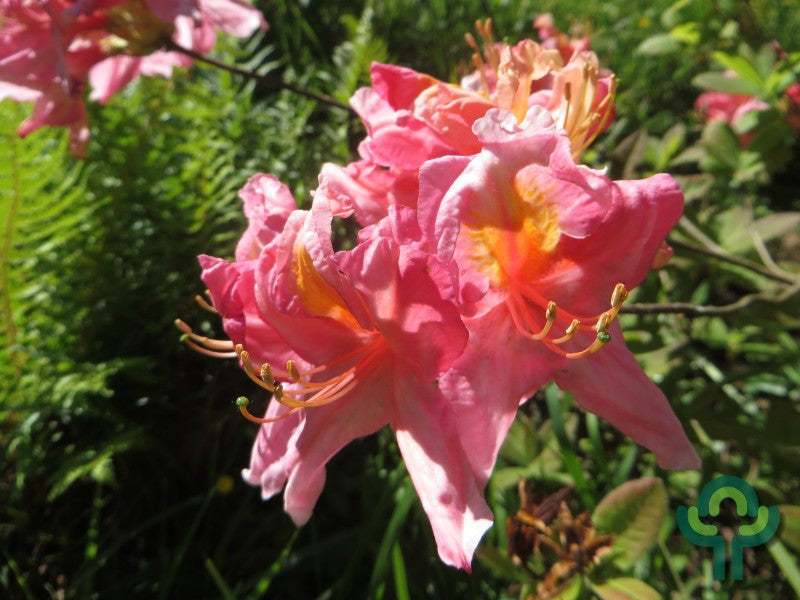Azalea knaphill 'Berryrose'
