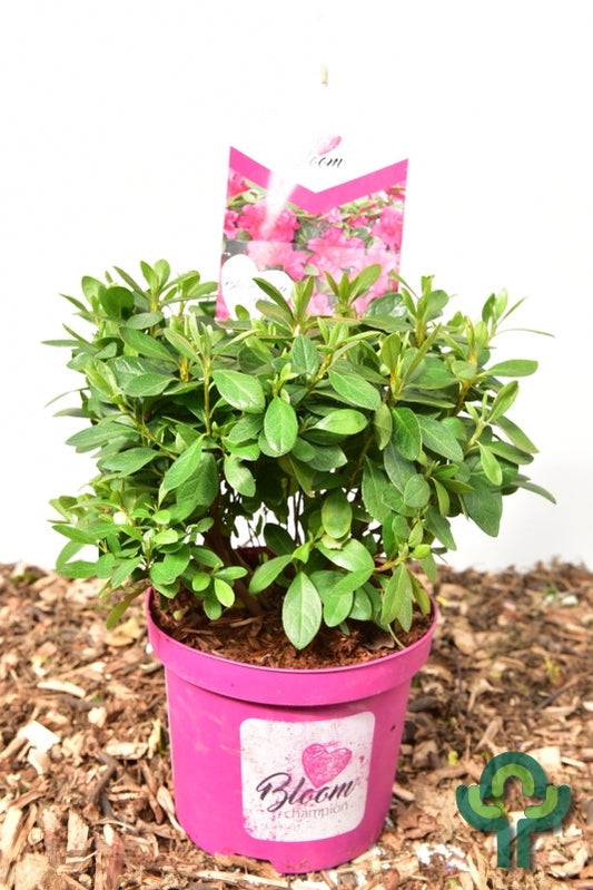 Azalea japonica 'Bloomchampion' lila
