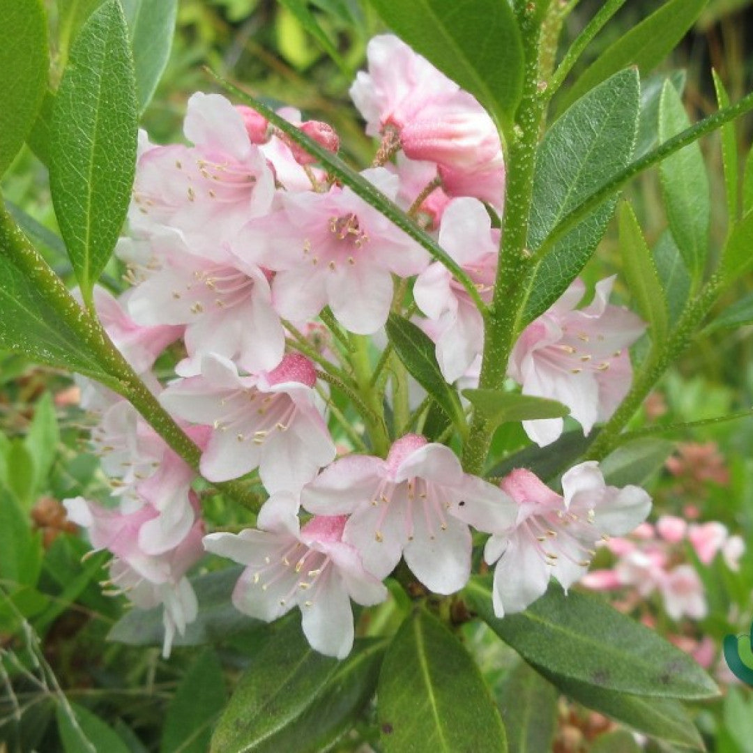 Rhododendron 'Bloombux' ®