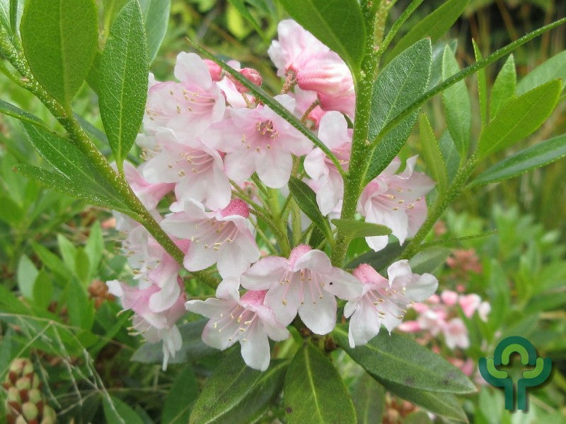 Rhododendron 'Bloombux' ®