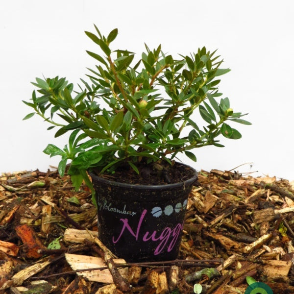 Rhododendron 'Bloombux' ®