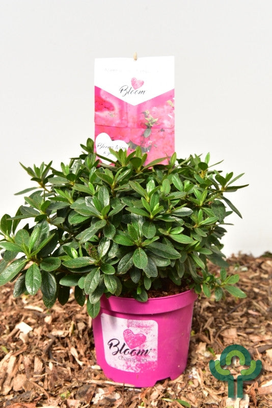 Azalea japonica 'Bloomchampion' rood