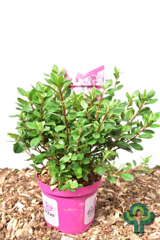 Azalea japonica 'Bloomchampion' roze