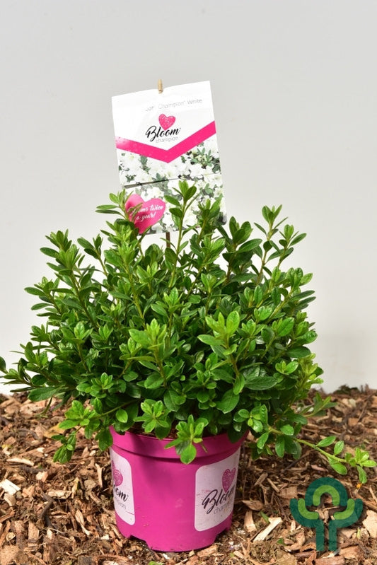 Azalea japonica 'Bloomchampion' wit