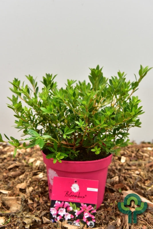 Rhododendron 'Bloombux ® Magenta'