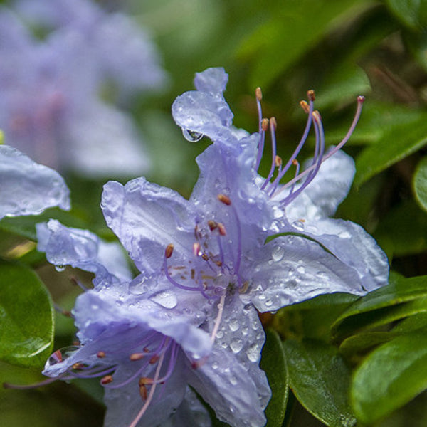 Rhododendron 'Blue Tit'