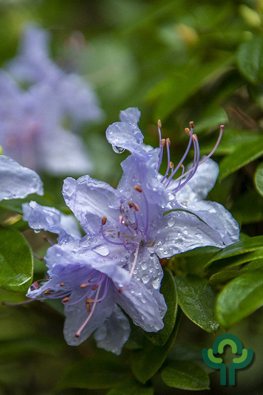 Rhododendron 'Blue Tit'