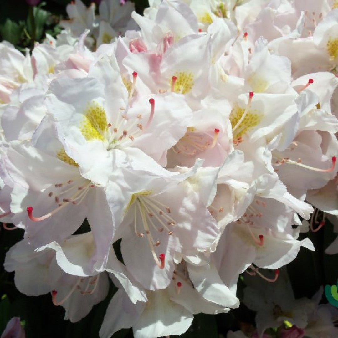 Rhododendron 'Catawbiense Album'