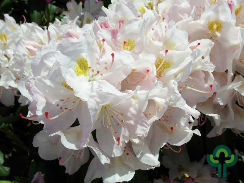 Rhododendron 'Catawbiense Album'