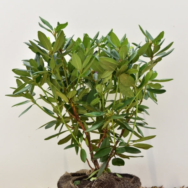 Rhododendron 'Catawbiense Boursault'