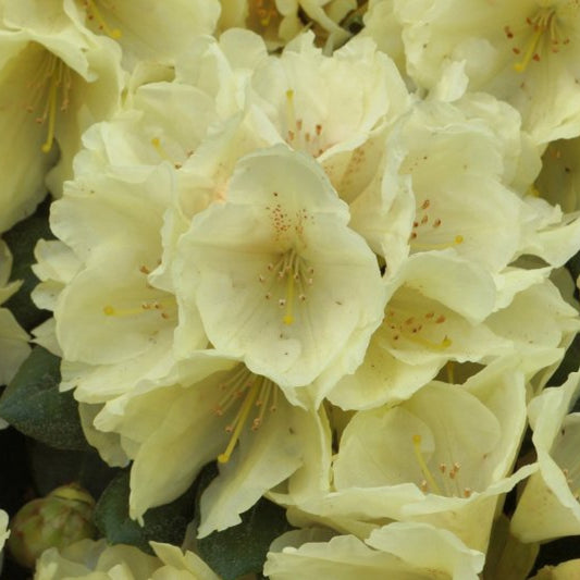 Rhododendron yak. 'Centennial Gold'
