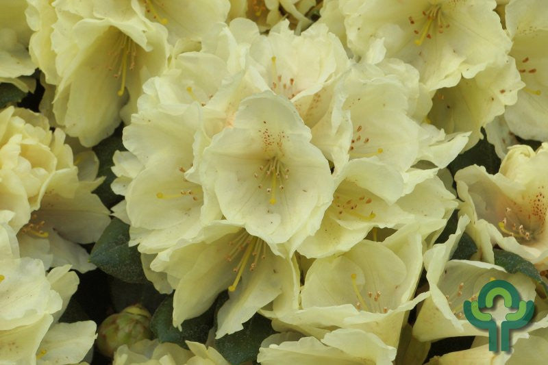 Rhododendron yak. 'Centennial Gold'