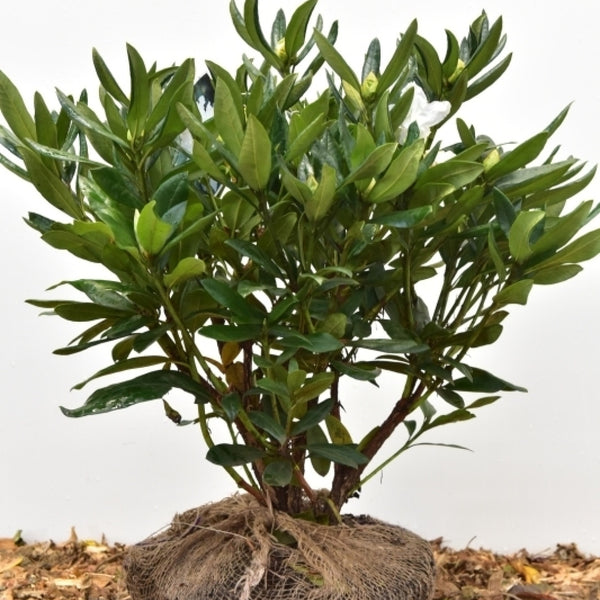 Rhododendron 'Cunningham's White'