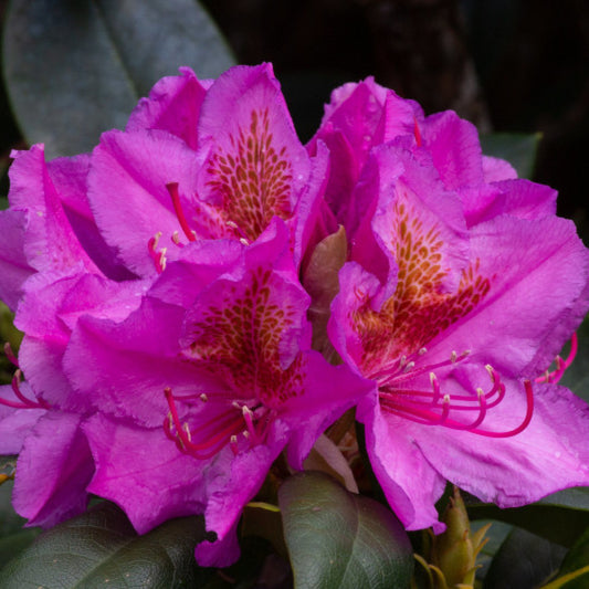Rhododendron 'Delta'