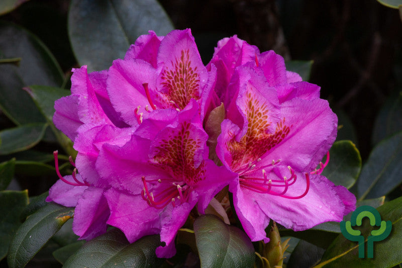Rhododendron 'Delta'