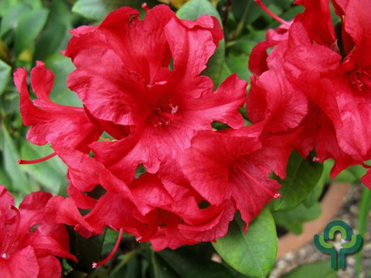 Rhododendron yak. 'Doc'